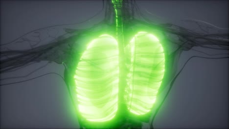 Human-Lungs-Radiology-Exam